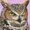 DumOwl's icon