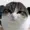 GudGame's icon