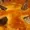 Robogumpastamonke's icon