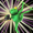 multiversefrog's icon