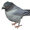 birdieSP's icon