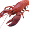 Religious-Lobster
