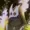 XenThePC's icon