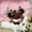 CuppieTribble513's icon