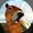 Capybara3D's icon