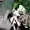 minecraft010's icon
