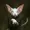 bastardo-kamonohashi's icon