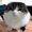 HumanSquirrel's icon