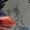 derthaz's icon