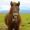 GoofyHorse7000's icon