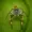 Benenyll's icon