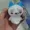 Oreo41414's icon