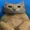Cheeseborguer's icon