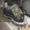 Edraco2143's icon