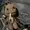 elii4h's icon