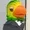 BubbleGumBingus's icon