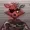 DISCMP4's icon