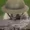 kapibarejGDmusic's icon