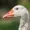 Evilgoose's icon