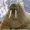 Certainlywalrus's icon