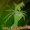 groovainya's icon