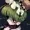 acmeiku's icon