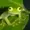 Frogmagnet's icon