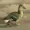 Unknownisback's icon