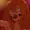 MiyukiFurry's icon