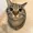 Kingcookie227's icon