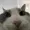 GatoFacha778's icon