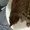 BlackWolfT's icon