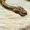 Kingofalldragons's icon