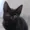 TheBlackCat52's icon