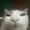 SonicFan1997's icon