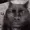 Bfdgerdt134's icon