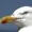 autistic-seagull's icon