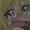 fessvbkk's icon