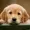 TheAnthroDog's icon