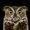 TerraMasakin's icon