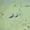 GG-mokushi's icon