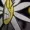 aracnidskeleton's icon