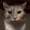 PinPoyoBlya's icon