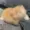 plumptiger's icon