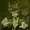 Scenewyrm08's icon