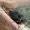 SilentCicada2's icon