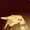 Tatsulok2003's icon