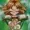 ceoofspamvil's icon
