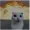 xzzml's icon