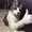BakeBaconNow's icon